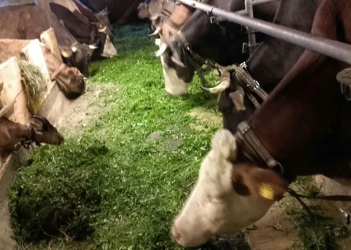 Apartment Bauernhof Feurstein